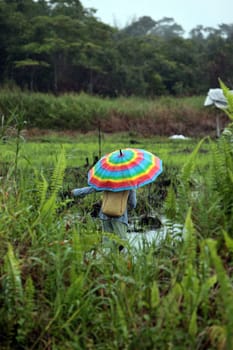 a farmer in his rice field near the city of Bandar seri Begawan in the country of Brunei Darussalam on Borneo in Southeastasia.