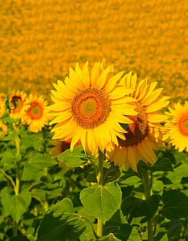 Large happy sunflower and sunflower oil crop on a sunny day
