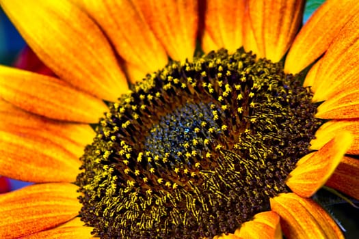 Sunflower extreme close up Sunflower isolated macro photo
