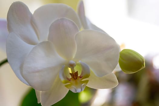 Branch of white orchids, yet colorful with yellow culprit, in a dreamy composition with lots of copy space