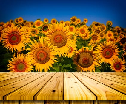 Sunflower field on a sunny day. Background of sunflower.