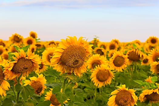 Wedding rings lie on a sunflower in summer sunny day. set