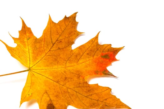 colorful autumn maple leaf isolated on white background