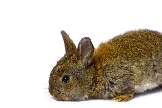 Funny little rabbit isolated on white background.