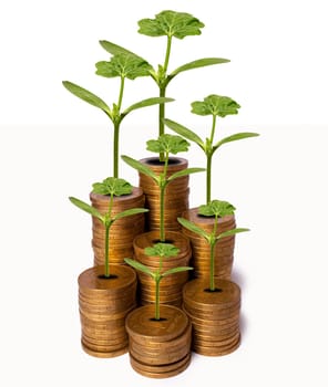 plant coins as concept of financial savings