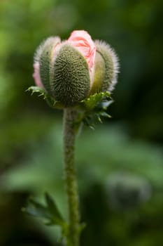 Poppy bud