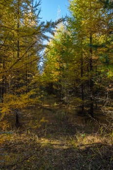 Golden autumn in the month of October in a beautiful forest