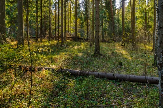 Golden autumn in the month of October in a beautiful forest