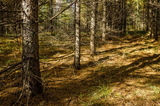 Golden autumn in the month of October in a beautiful forest