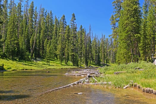 Wild River in the Trees in the Lewis Channel in Yellowstone National Park in Wyoming