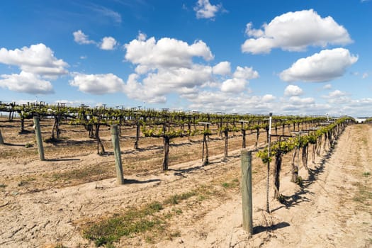Looking down a row at the local winery grape vines