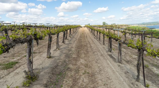 Looking down a row at the local winery grape vines