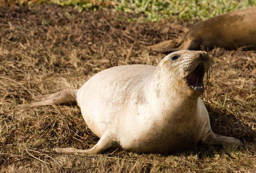 Seal is vocalizing on this Pacific Beach