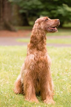 This Irish Setter takes in the sun at a local park