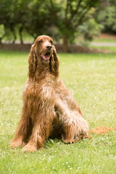 This Irish Setter takes in the sun at a local park