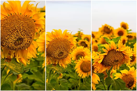 Wedding rings lie on a sunflower in summer sunny day. set