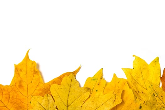 Autumn colored maple leaves on white background with empty space copy