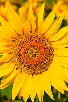 Beautiful Sunflowers in the field on sunny day