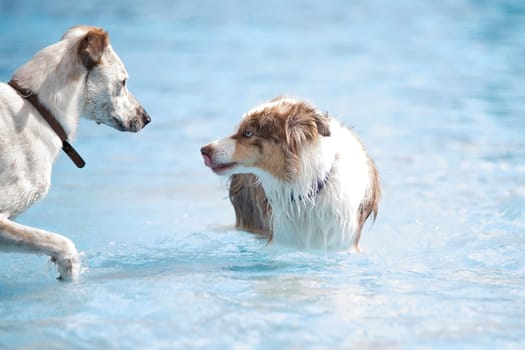 Two dogs meeting in a swimming pool