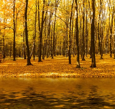 Lake in autumn forest. Beautiful nature background.
