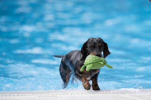 Dog, Dachshund, fetching toy out of swimming pool, blue water