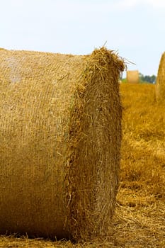 A farm field with a crop of grain / straw gathered into hay bale