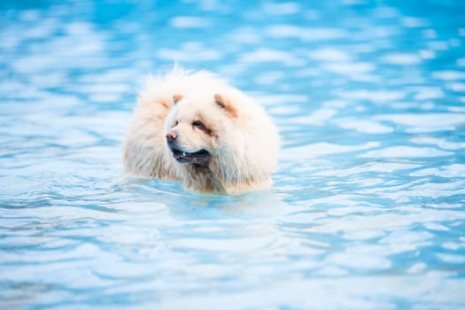 Chow Chow in swimming pool, blue water