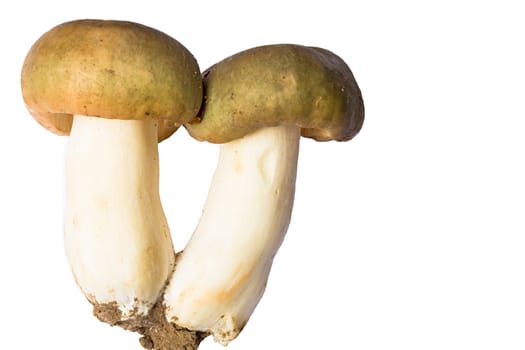 Two beautiful mushroom isolated on white background.