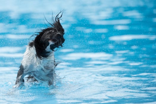Dog, shaking head, in swimming pool, blue water