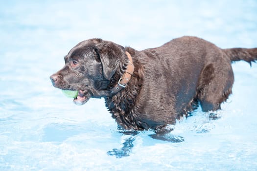 Dog, brown Labrador Retriever with tennis ball in swimming pool, blue water