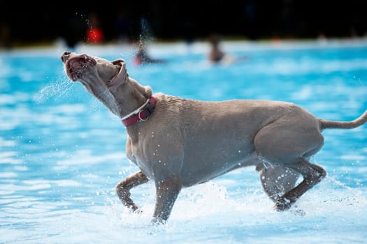 Dog, Weimaraner, in swiming pool, shaking