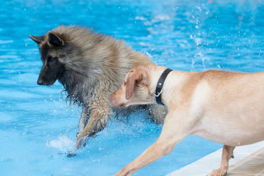 Two dogs running in swimming pool, blue water