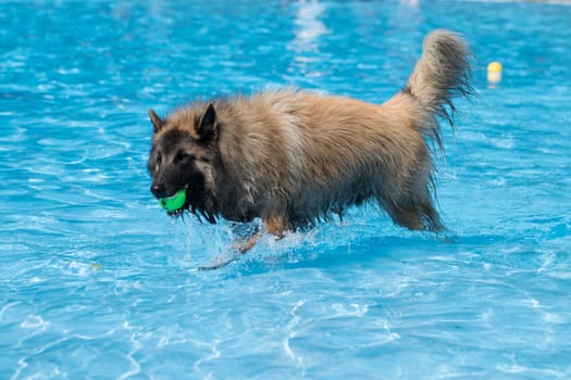 Dog, Belgian Shepherd Tervuren, fetching tennis ball in swimming pool, blue water