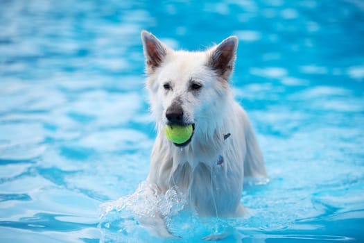 White Shepherd dog, fetching tennis ball in swimming pool, blue water
