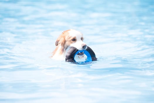 Dog, Border Collie, swimming and holding a toy, blue water