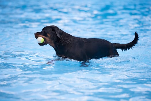 Dog, Rottweiler, with tennis ball in swimming pool, blue water