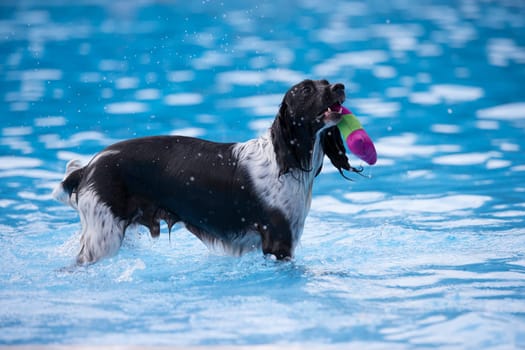 Dog fetching toy in swimming pool, blue water