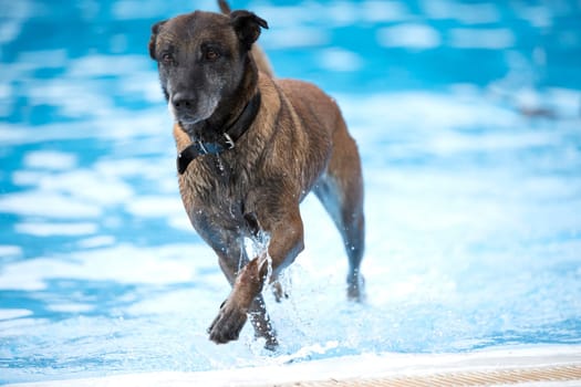 Dogm Belgian Shepherd Malinois, coming out of a swimming pool, blue water