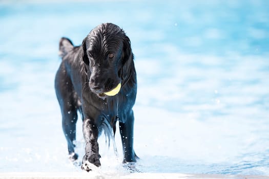 Dog English Cocker Spaniel, coming out of swimming pool with yellow ball