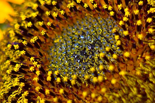 Middle of Sunflower Close-Up garden, plant, beaut