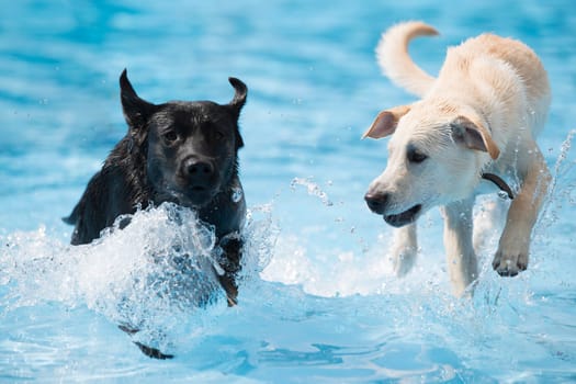 Two dogs, Labrador Retriever, running in swimming pool, blue water