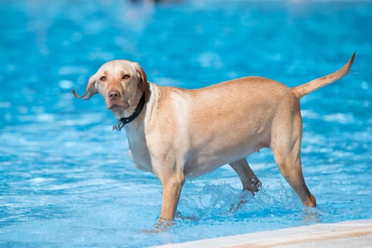 dog, Labrador retriever, staning in swimming pool, blue water