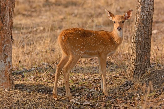 Young Spotted Deer in the Forest in Nagarhole National Park in India