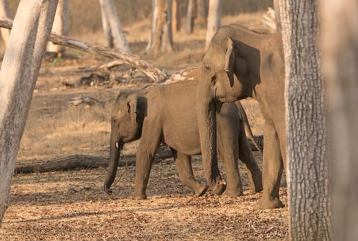 Mother and Baby Elephant in the Forest in Nagarhole National Park in India