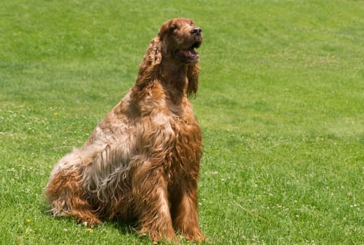 This Irish Setter takes in the sun at a local park