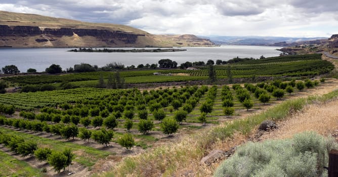 An abundance of food is grown in the Columbia River Basin