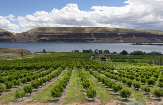 An abundance of food is grown in the Columbia River Basin