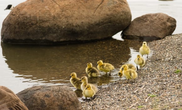 Goose mother seperated from Chicks Babies for a minute