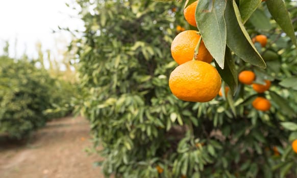 Close up fruit in a productive Orange Plantation