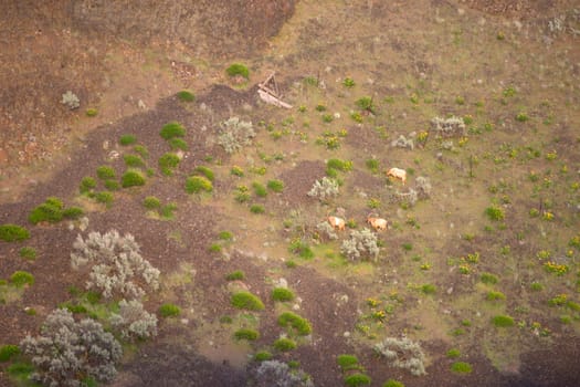 Three beautiful mountain goats graze the land above Palouse Falls